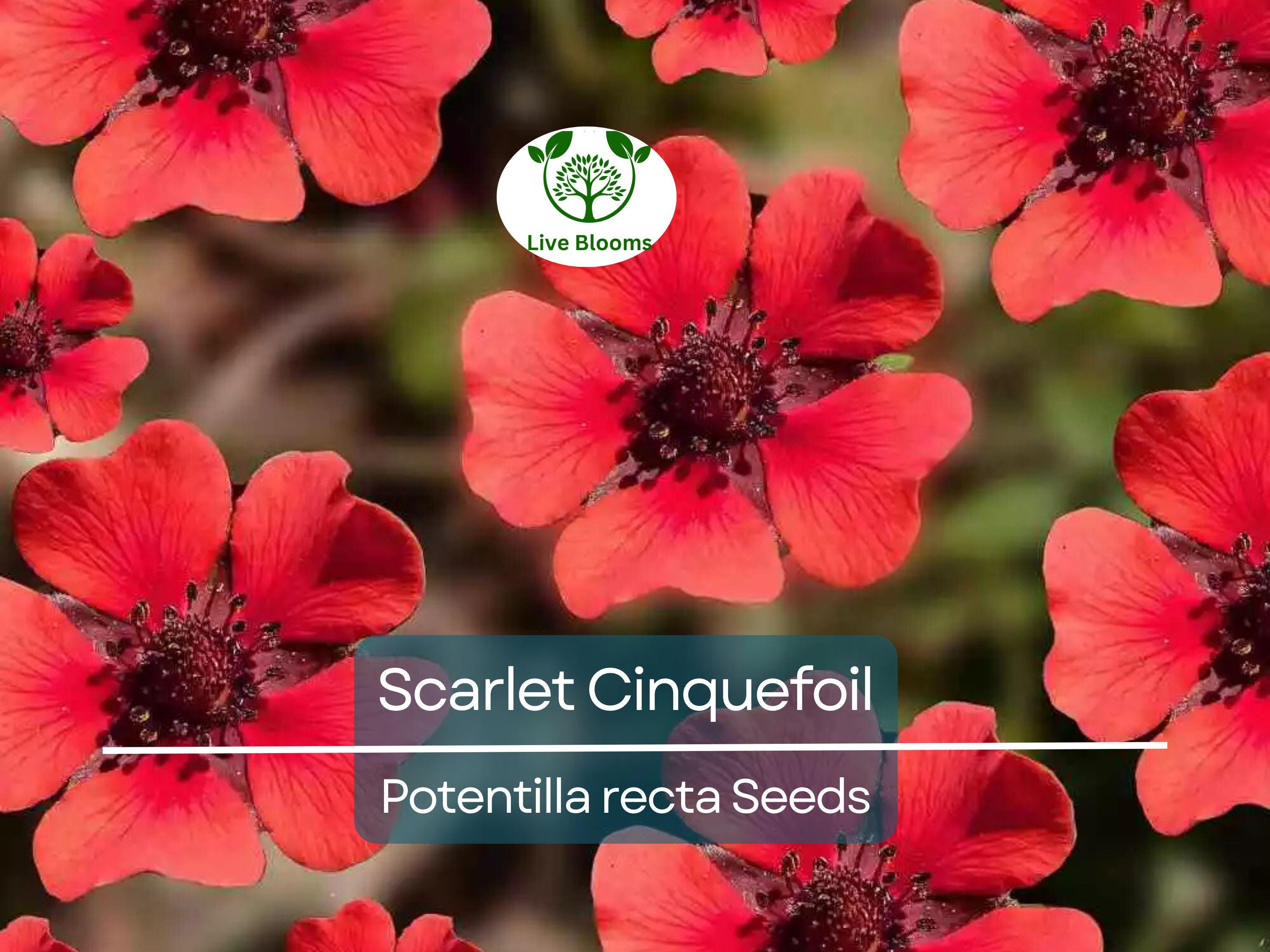 1000 Seeds SCARLET CINQUEFOIL (Potentilla recta) Perennial Red Flowers, Pollinators, Bees, Hummingbirds, Non-GMO, Ideal for Gardens