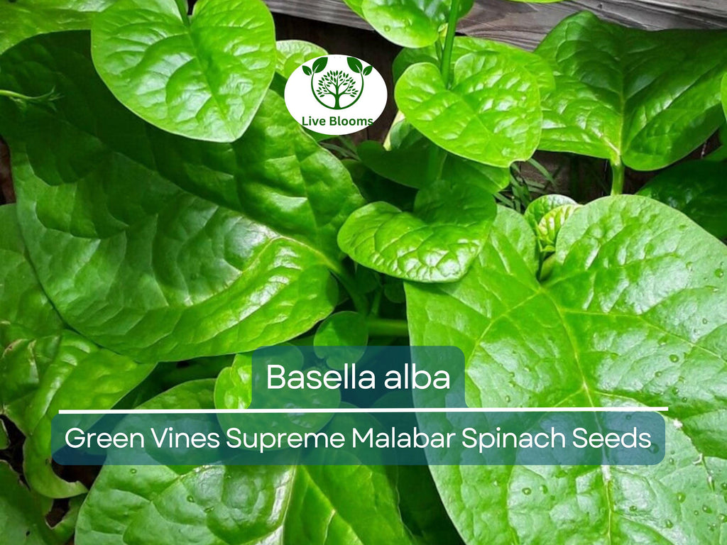 500 mg Seeds Malabar Spinach Green Vines – Basella alba | Heirloom Vegetable for Planting, Lush Growth & Nutritious Harvests