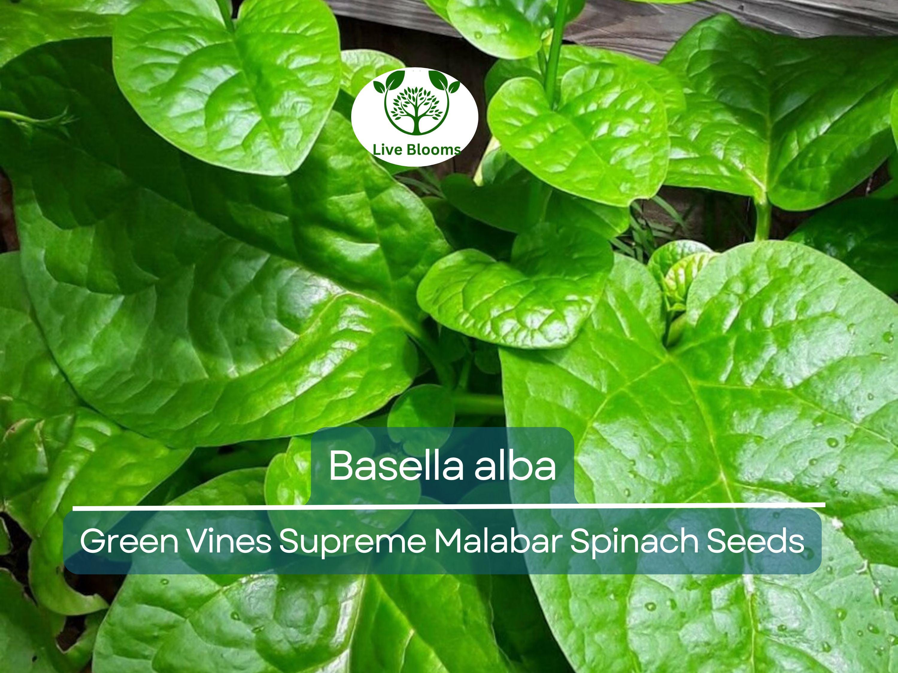 500 mg Seeds Malabar Spinach Green Vines – Basella alba | Heirloom Vegetable for Planting, Lush Growth & Nutritious Harvests