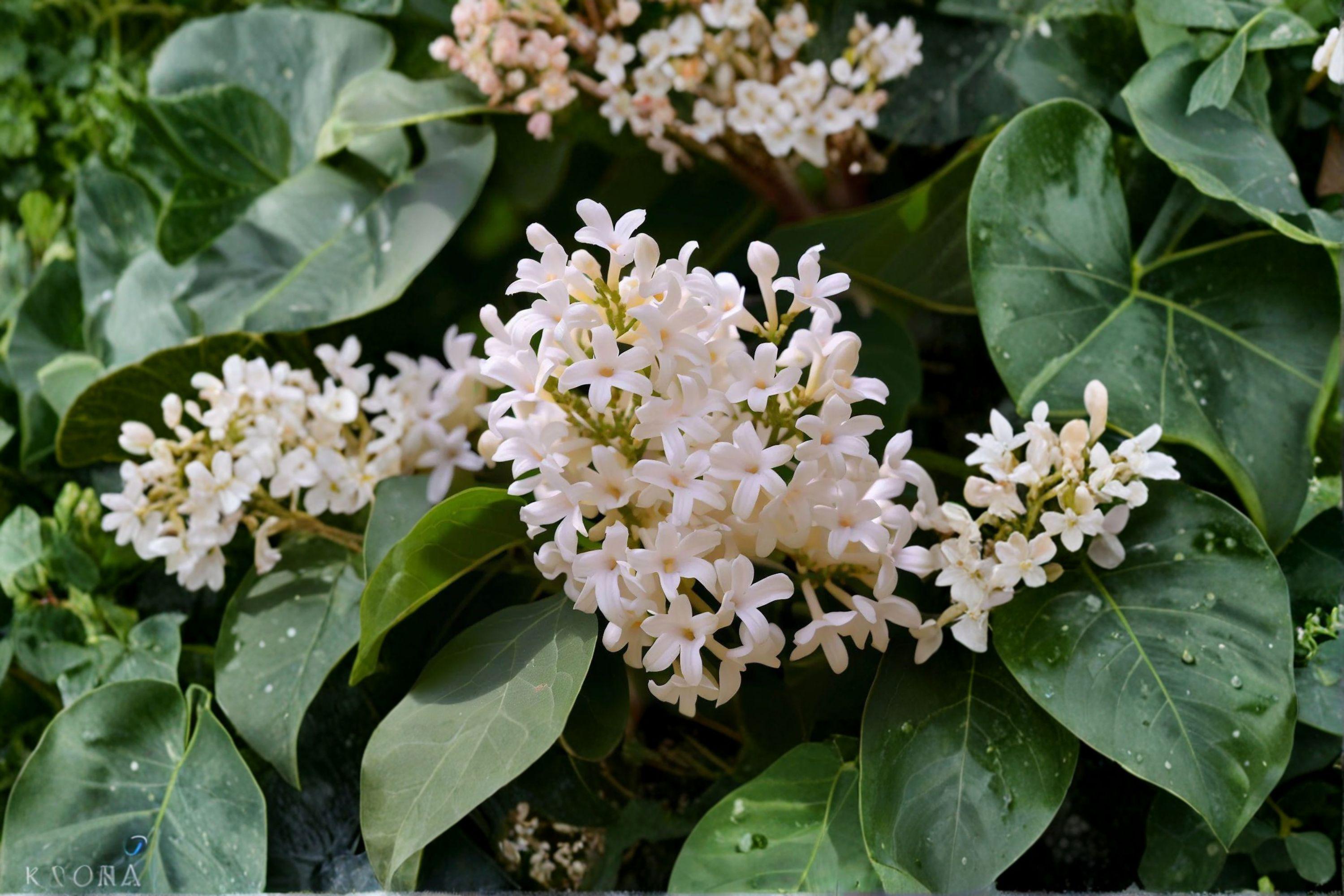 Japanese Tree Lilac Seeds –  Syringa amurensis japonica, Hardy Fragrant Flowering (10 Seeds)