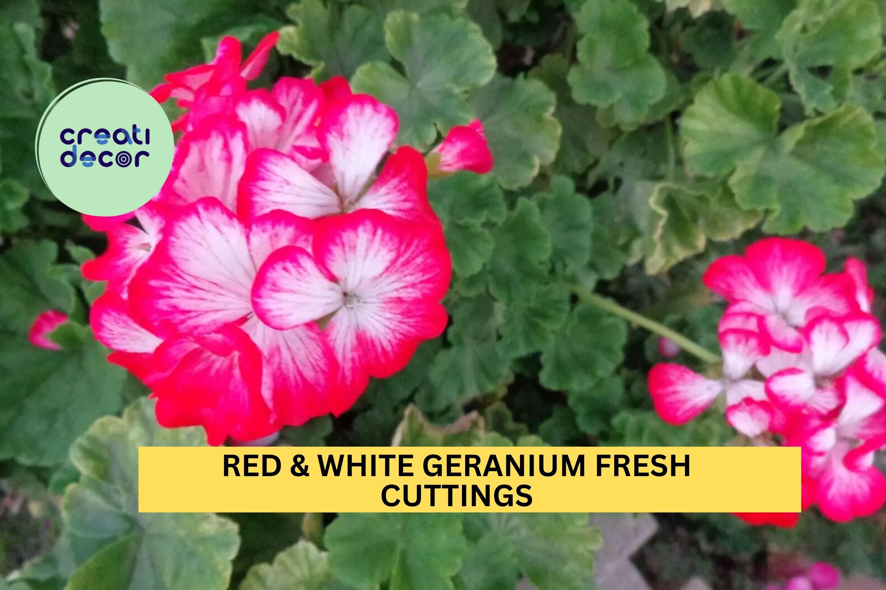 2 Rare Red & White Geranium Cuttings – 6" Starter Stems | Bicolor Pelargonium for Pots, Borders, or Garden Beds | Unrooted Cuttings