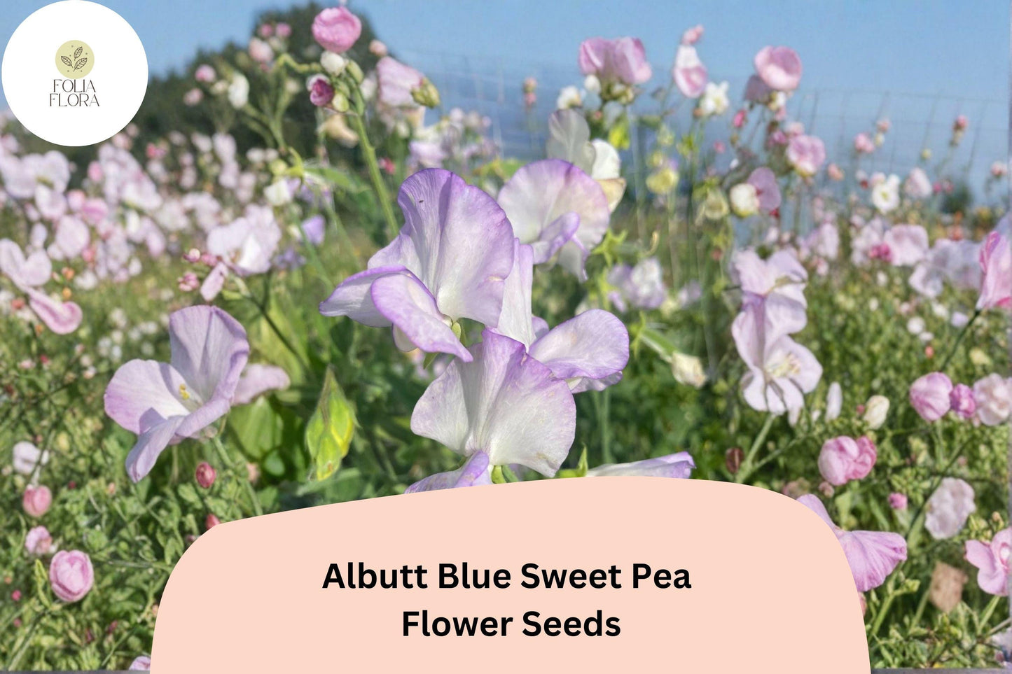 50+ Albutt Blue Sweet Pea Seeds | Lavender-Blue Climbing Flowers for Trellis & Garden