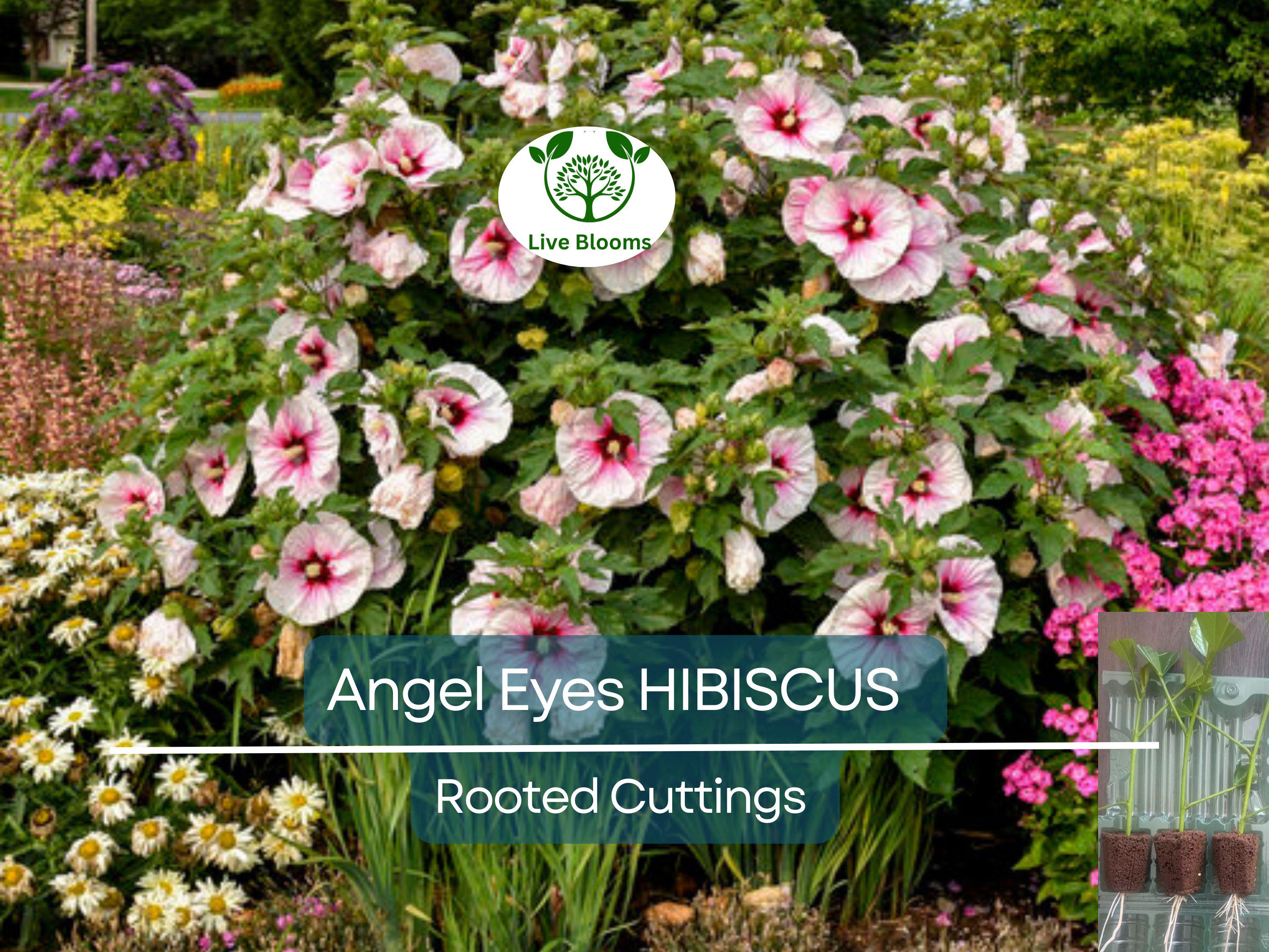 1 Live Hibiscus Angel Eyes Cutting – Beautiful Flowering Plant for Propagation, Hardy Hibiscus (Hibiscus rosa-sinensis)