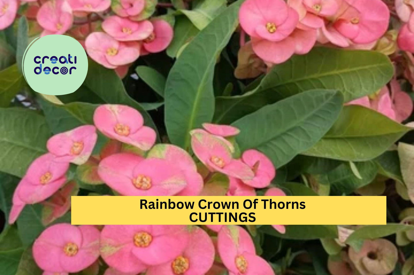 Rainbow Crown of Thorns Cutting | Euphorbia Milii Colorful Succulent Starter | 1 Unrooted Cutting | Easy Care Drought Tolerant