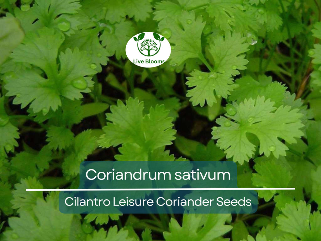 175 Cilantro Seeds - Coriander for Planting (Coriandrum sativum) - Fresh Herb for Kitchen Garden, Culinary Use, & Home Planting