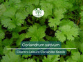 175 Cilantro Seeds - Coriander for Planting (Coriandrum sativum) - Fresh Herb for Kitchen Garden, Culinary Use, & Home Planting