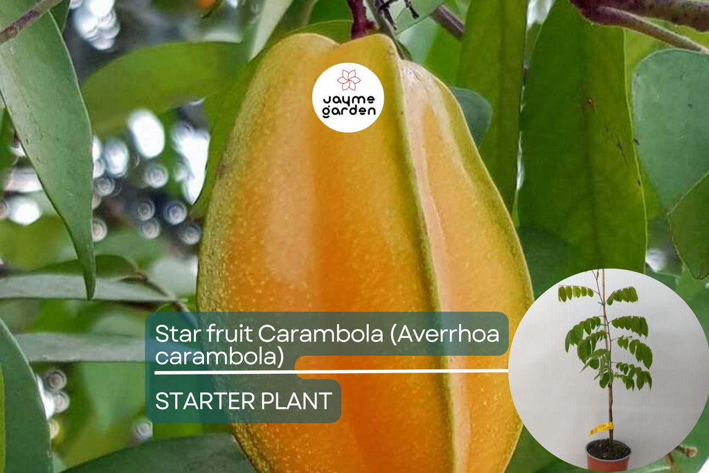 Starfruit Carambola Tree (Averrhoa carambola) 12" – 24" – Tropical Evergreen with Unique Star-Shaped Fruits