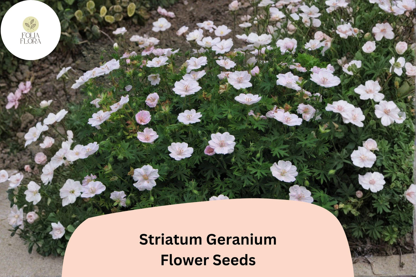 25+ Striatum Geranium Seeds | Hardy Perennial Cranesbill | Pink Blooms for Garden Beds, Borders & Ground Cover