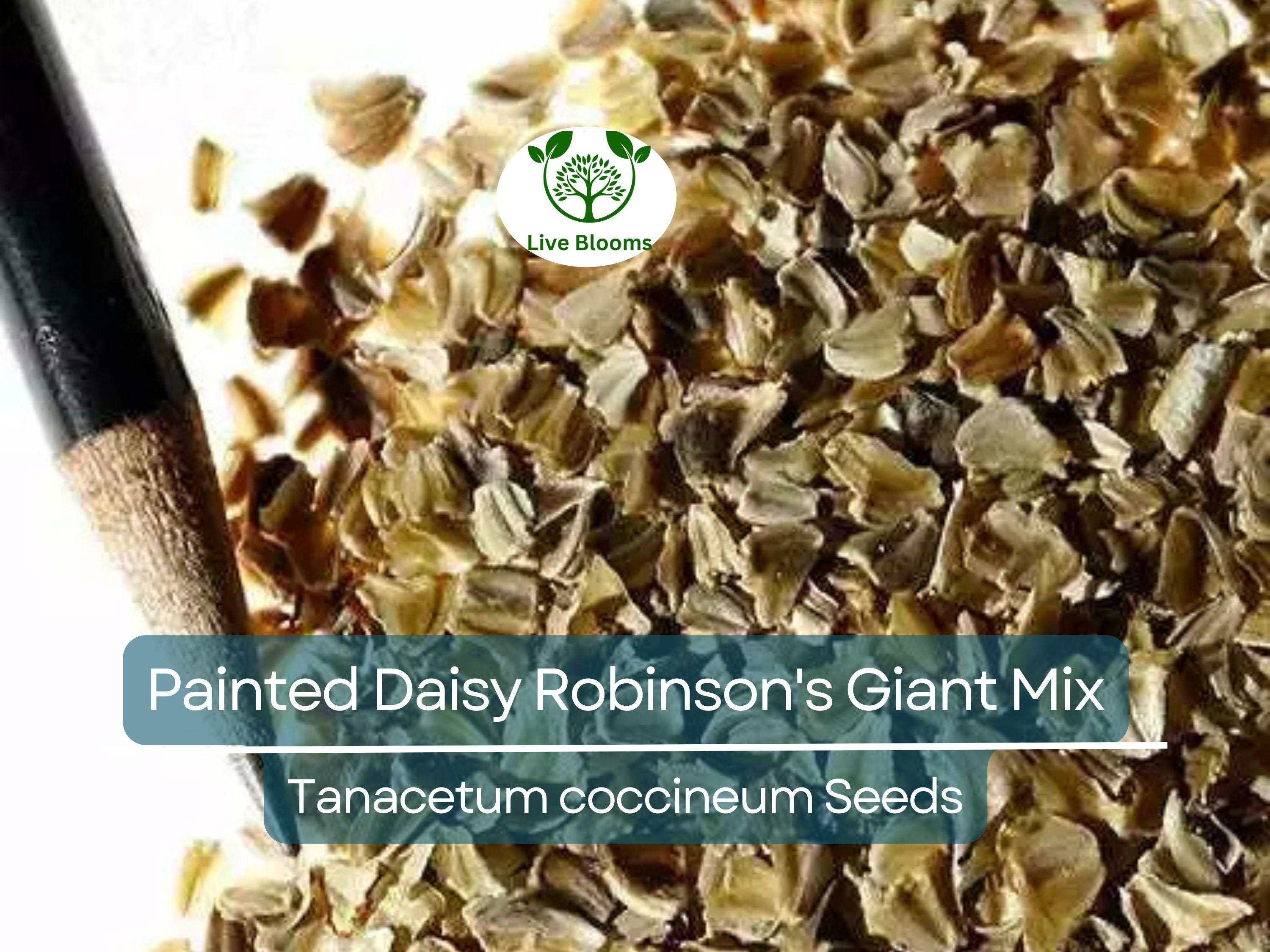 50 Seeds Painted Daisy Robinson's Giant Mix Perennial - Huge Cut Flowers, Non-GMO, Long-Lasting, Easy to Grow