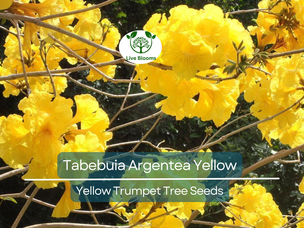 10 Seeds Tabebuia Argentea Yellow (Yellow Trumpet Tree) for Planting - Vibrant Yellow Flowers, Tropical, Garden, Landscaping, Ornamental