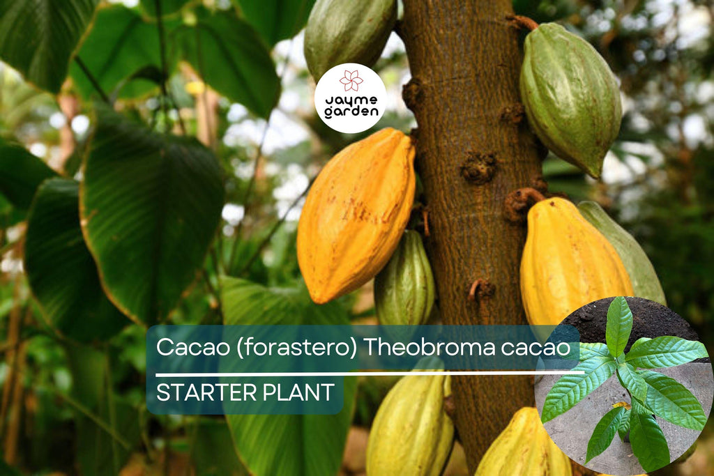 Cacao Tree Starter Plant – Live Tropical Fruit Tree (Theobroma cacao) | Forastero Variety | 1’-2’