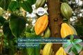 Cacao Tree Starter Plant – Live Tropical Fruit Tree (Theobroma cacao) | Forastero Variety | 1’-2’