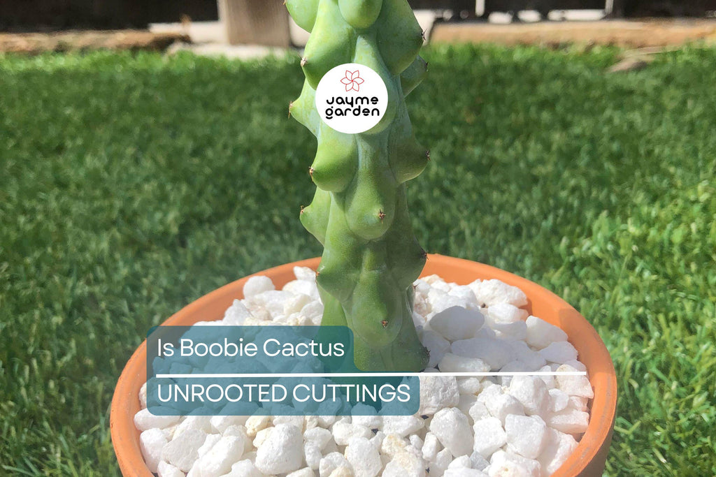 3" Ish Boobie Cactus Starter Plant - Unique Live Cactus Cutting - Add Heatpack/Insulation for Cold Weather