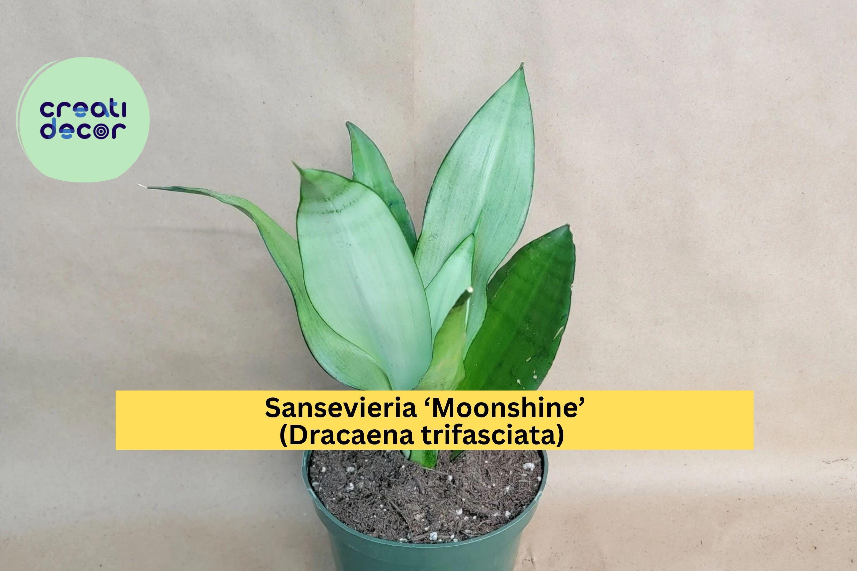 Sansevieria ‘Moonshine’ – Live Snake Plant in 4" Pot, Dracaena trifasciata Variety, Easy-Care Modern Houseplant for Home or Office