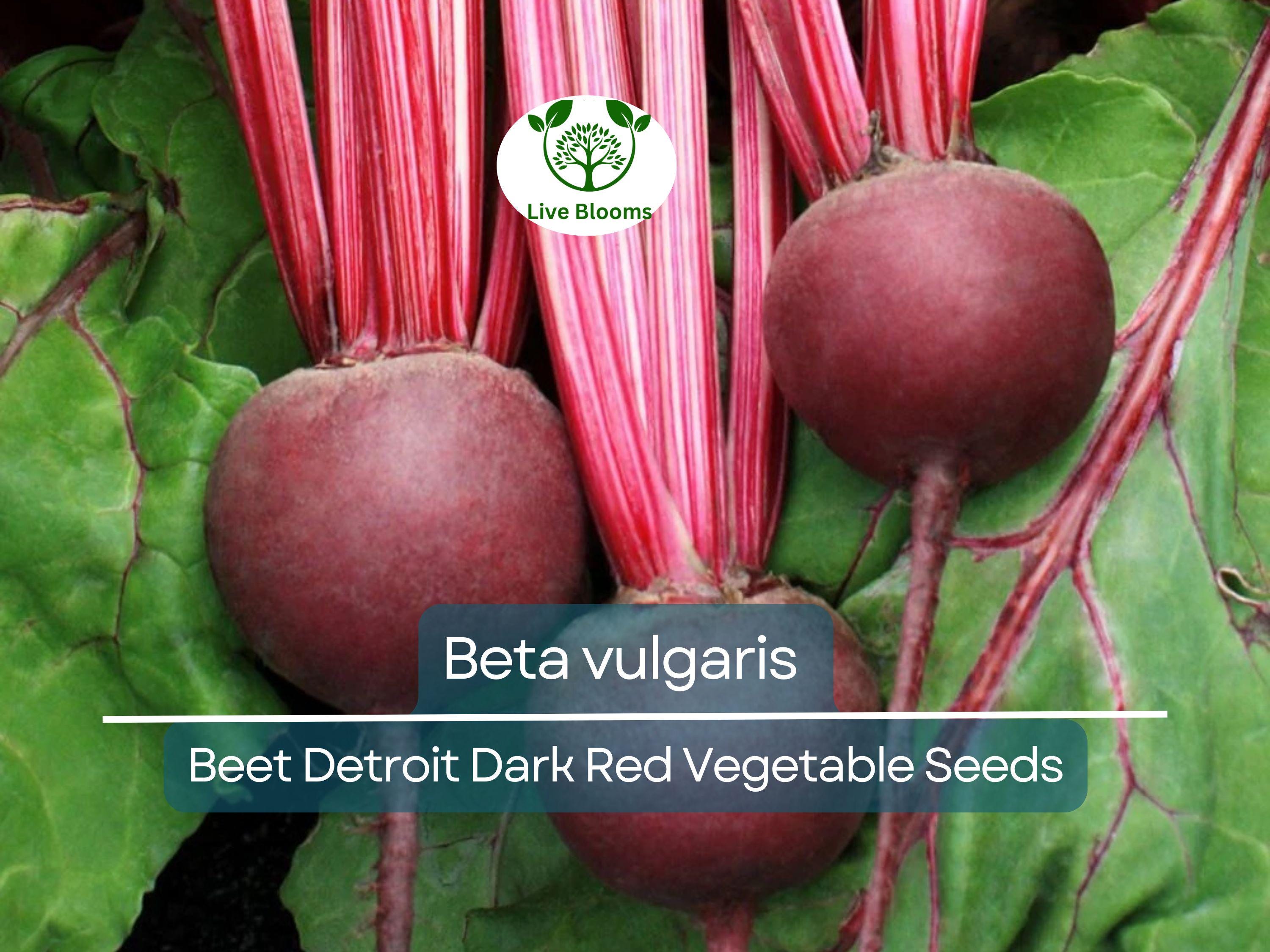 40 Seeds Beet Detroit Dark Red - Beta vulgaris | Heirloom Beets for Planting, Gardening & Nutritious Root Harvests