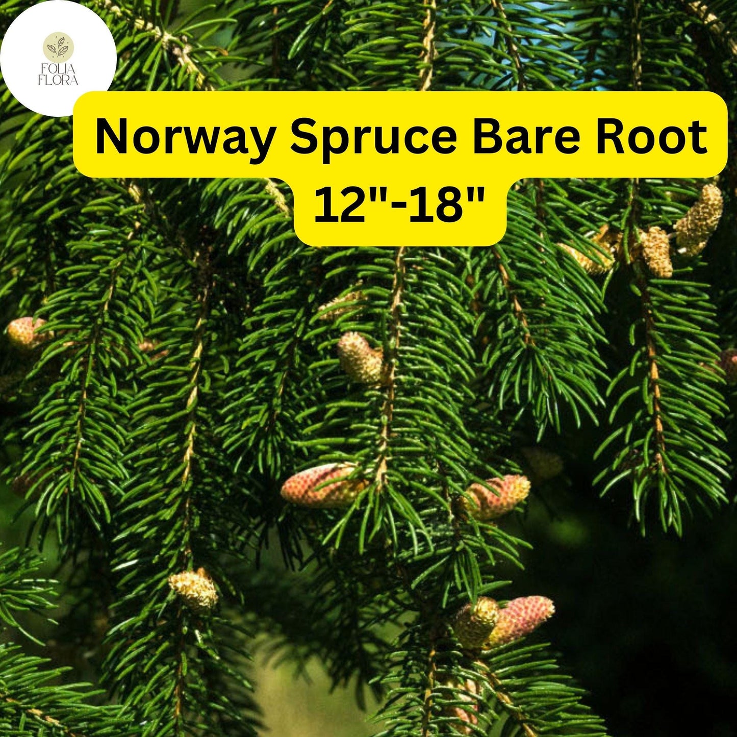 1 Live Bare Root Plant Norway Spruce Tree, Picea abies, 12"-18", Hardy Evergreen for Privacy & Landscaping
