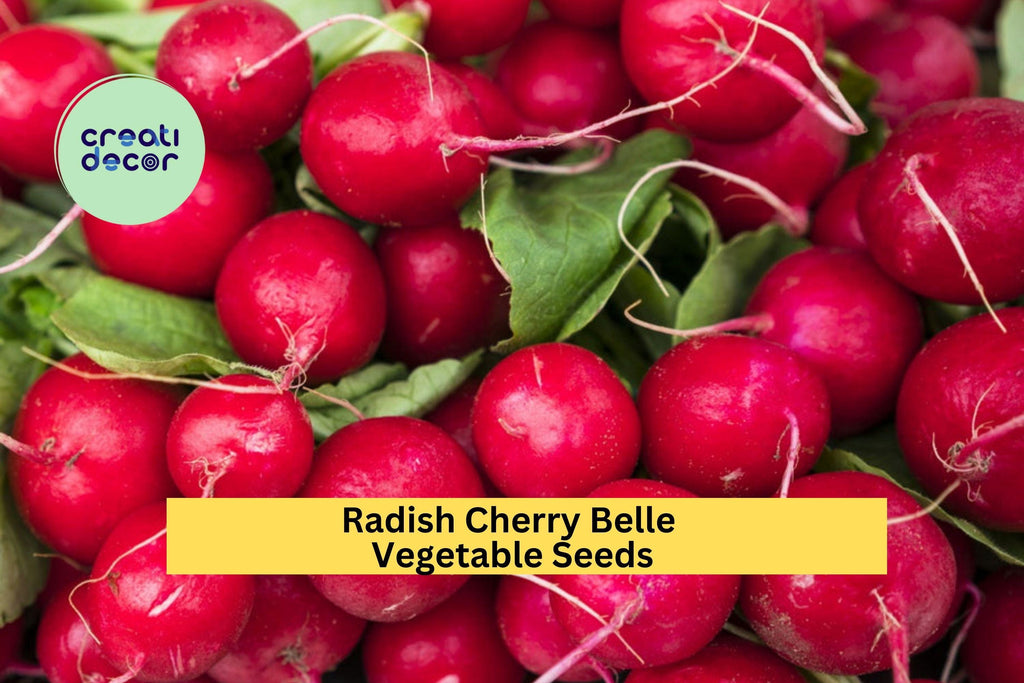 3pcs of 1g Cherry Belle Radish Seeds – Fast Growing Round Radish for Crisp, Mild Flavor in Garden or Container Planting Seeds for Planting