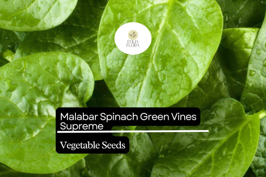 500mg Malabar Spinach Green Vines Supreme Seeds Basella alba | Nutritious, Heat-Tolerant, Climbing, Non-GMO, Fresh Salad Green
