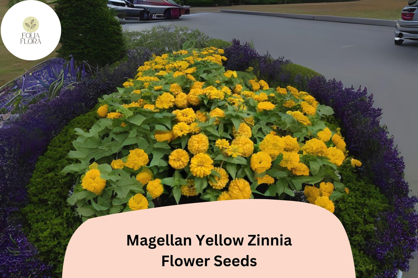 Magellan Yellow Zinnia Seeds: Compact Garden Flowers
