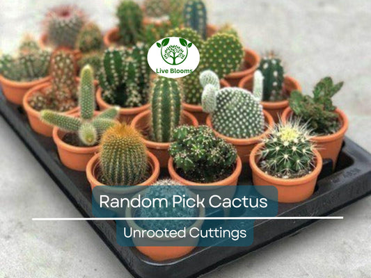 Lot of 10 Varieties Random Pick Cactus Unrooted Cuttings Bundle - Assorted Succulent Cuttings, Perfect for Propagation & Collection