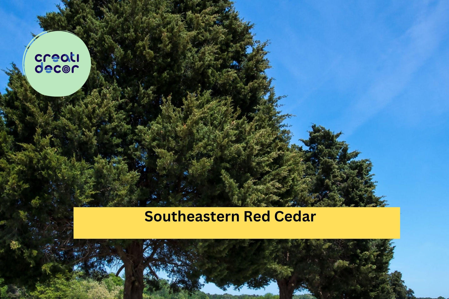 Southeastern Red Cedar Trees | Set of 3 Live Bare Root Saplings | 10–14” Tall Native Evergreen Tree Seedlings