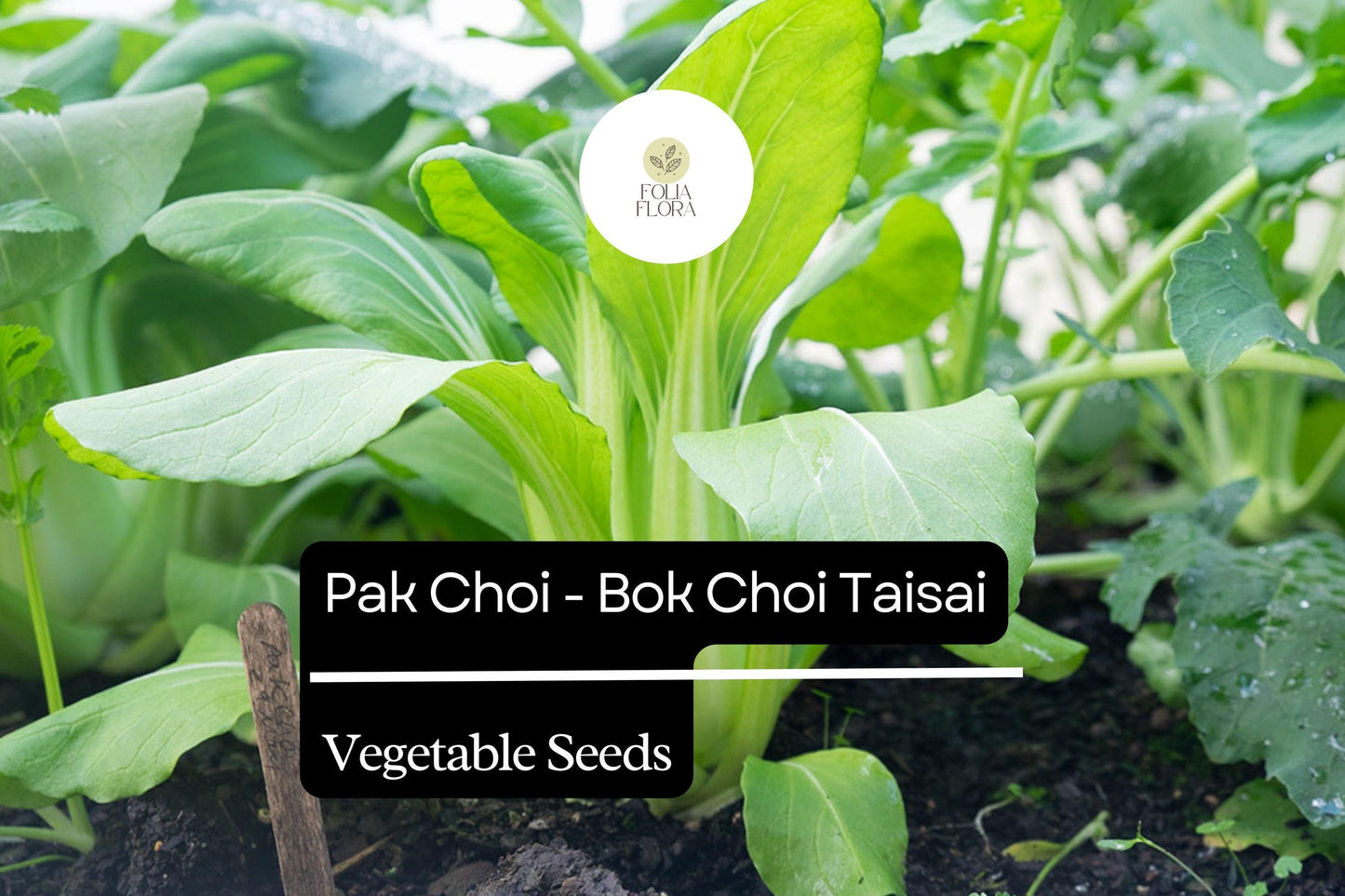 500mg Pak Choi Bok Choi Taisai Seeds Brassica rapa for Planting | Heirloom Asian Greens for Stir-Fries, Salads, and Soups
