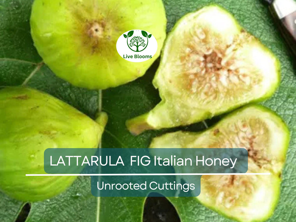 6 pcs Fig Lattarula Italian Honey Fruit Tree Unrooted Cuttings 6-8" - Ficus carica, Sweet Fruit Tree