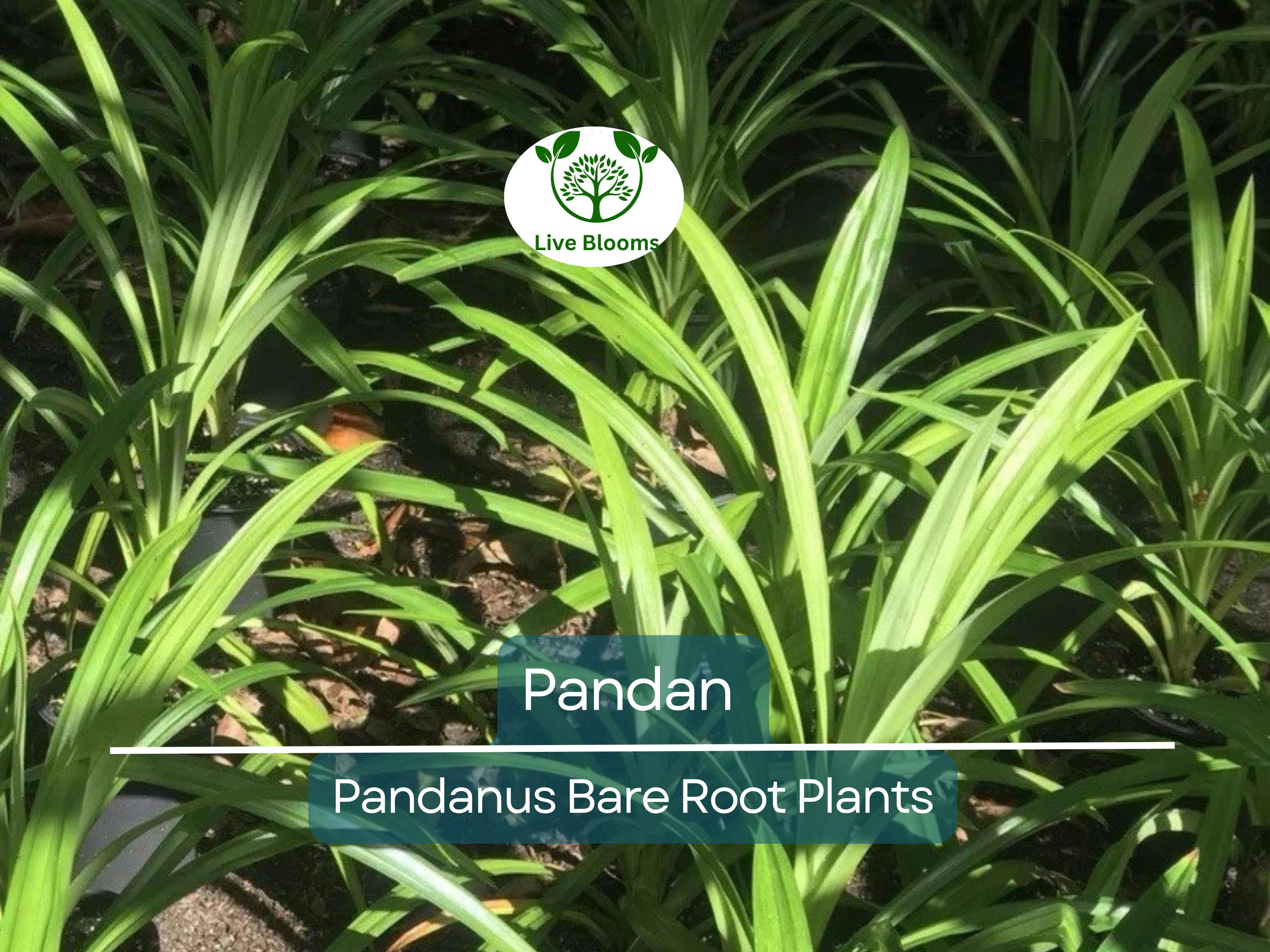 1 Live Pandan Plant – 6–8” Bare Root Tree with Roots – Aromatic Tropical Culinary Leaf Plant – Rare & Fragrant Herb