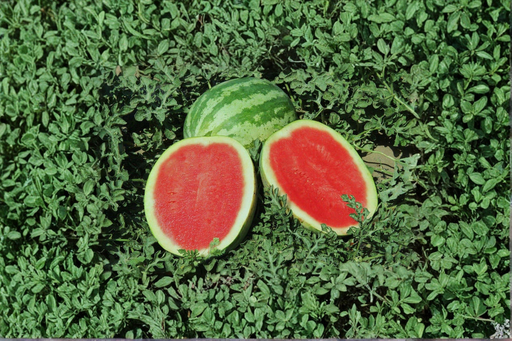 Watermelon – Crimson Sweet 10 Seeds | Classic Heirloom Watermelon | Sweet Red Flesh | Crisp & Juicy