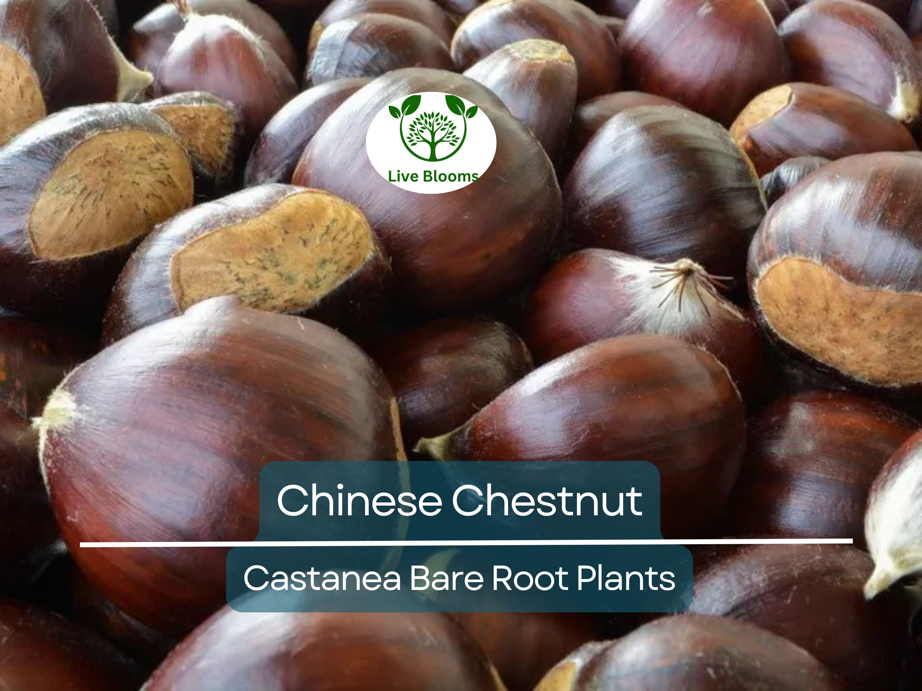 2 Chinese Chestnut Trees – Live Bare Root Nut Trees – Fast Growing, Hardy, Edible Nuts – Castanea mollissima Seedlings