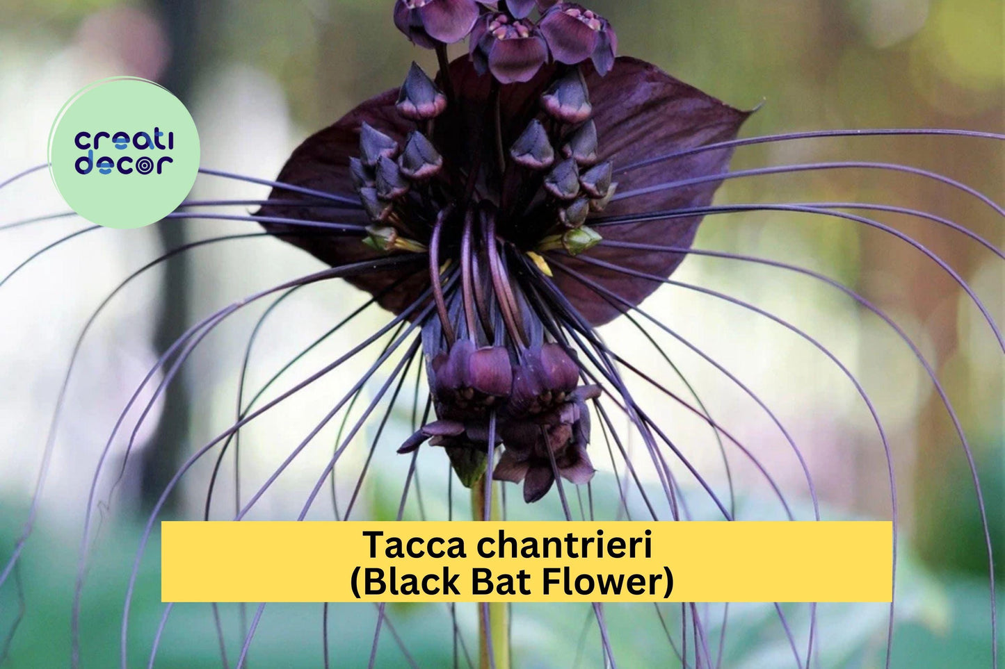 Tacca chantrieri Black Bat Flower | Live Rooted Starter Plant | Exotic Black Lily with Unique Tropical Blooms