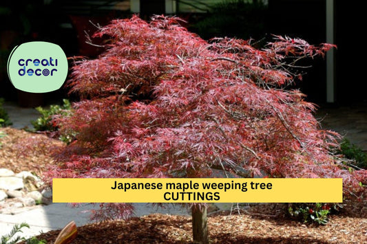 10 Garnet Japanese Maple Cuttings – Weeping Acer palmatum dissectum | Thin Unrooted Stems for Grafting or Propagation Projects