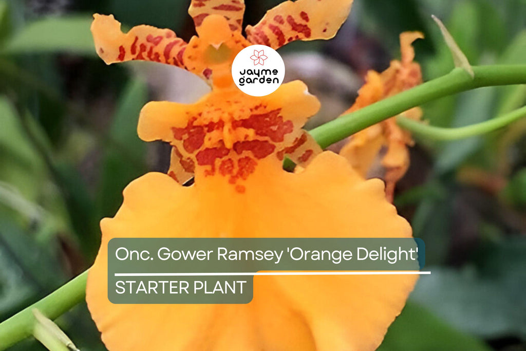 Oncidium Gower Ramsey 'Orange Delight' | Live Orchid Starter Plant | Vibrant Orange Flowers | Indoor & Outdoor | Potted 1B18