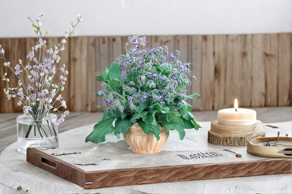 Borage – Herb 50 Seeds | Edible Flowers | Cucumber Flavor | Pollinator Magnet