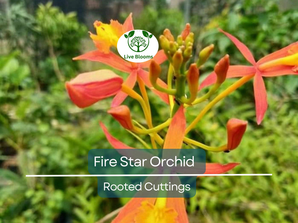 10 Rooted Cuttings Epidendrum Radicans - Ground Orchid, Fire Star Orchid - Live Plants for Sale
