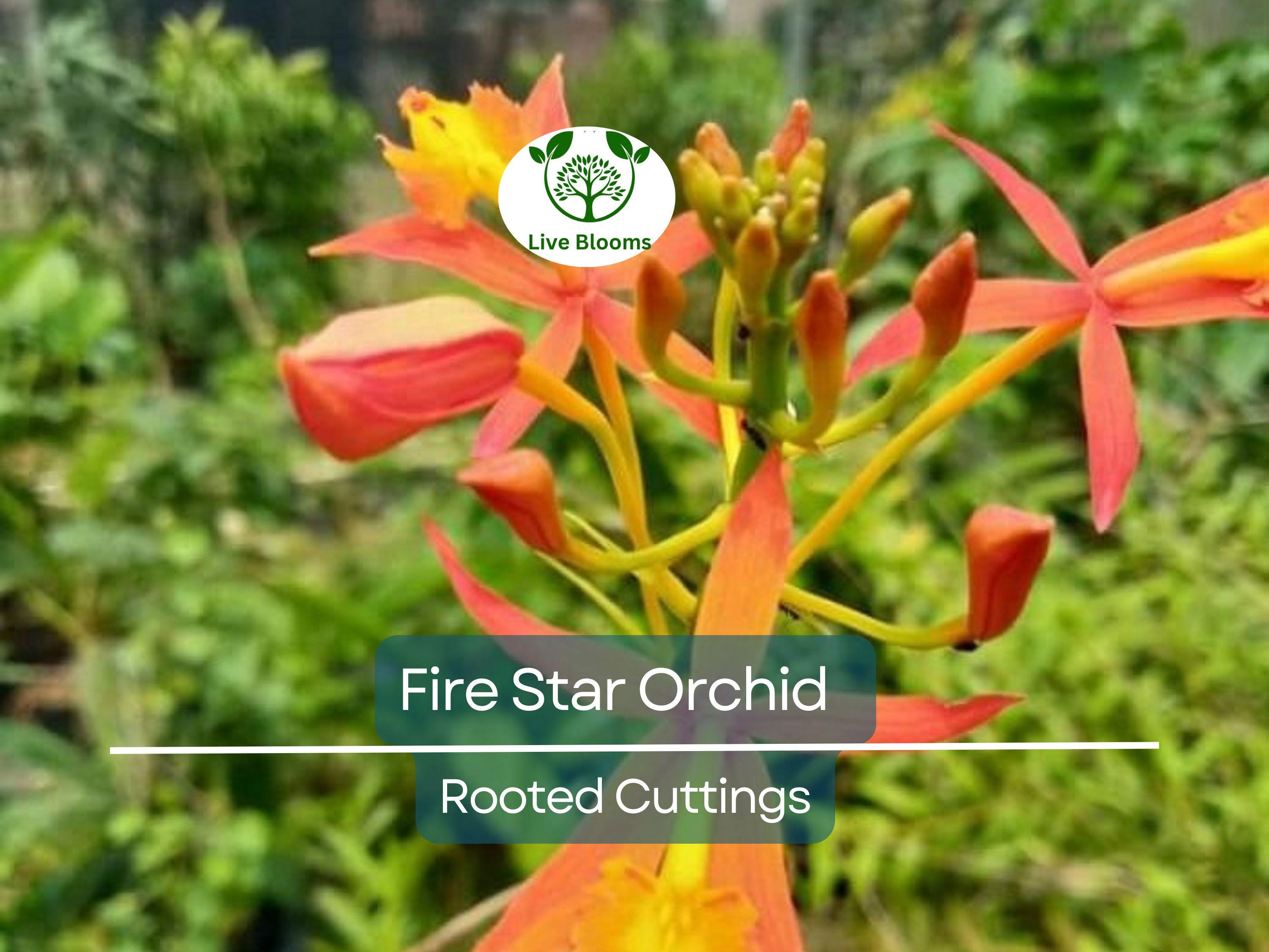 10 Rooted Cuttings Epidendrum Radicans - Ground Orchid, Fire Star Orchid - Live Plants for Sale