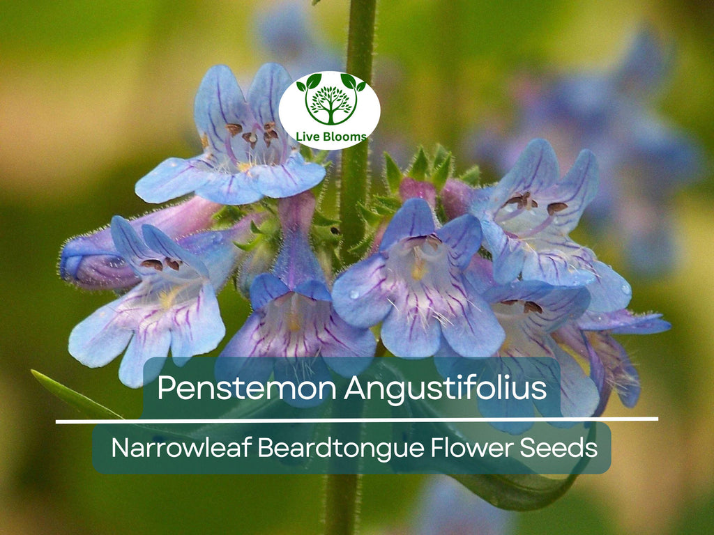 100 mg Seeds Penstemon Angustifolius (Narrowleaf Beardtongue) for Planting | Native Perennial Wildflower for Pollinator Gardens