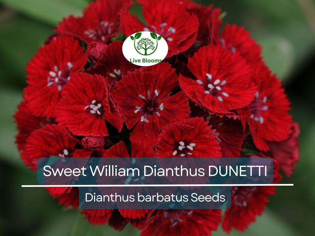 200 Seeds Sweet William Dianthus DUNETTI Red Flowers - Dianthus barbatus Non-GMO, Spring Blooms, Attracts Butterflies, Easy to Grow Seeds