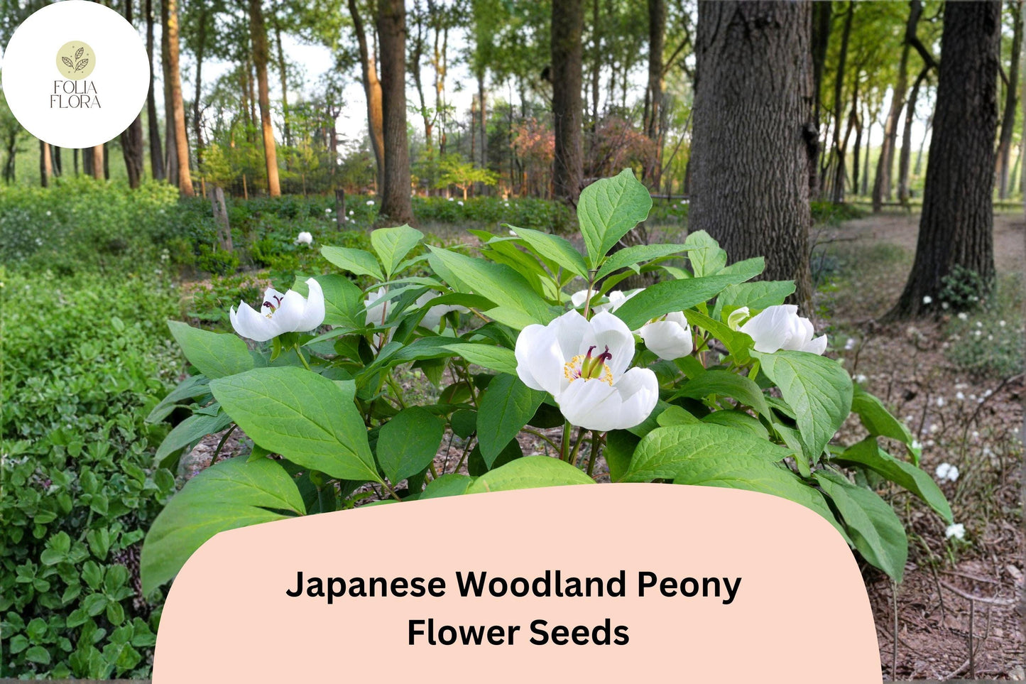 Japanese Woodland Peony Seeds 5 | Paeonia japonica Shade-Loving White Spring Flower