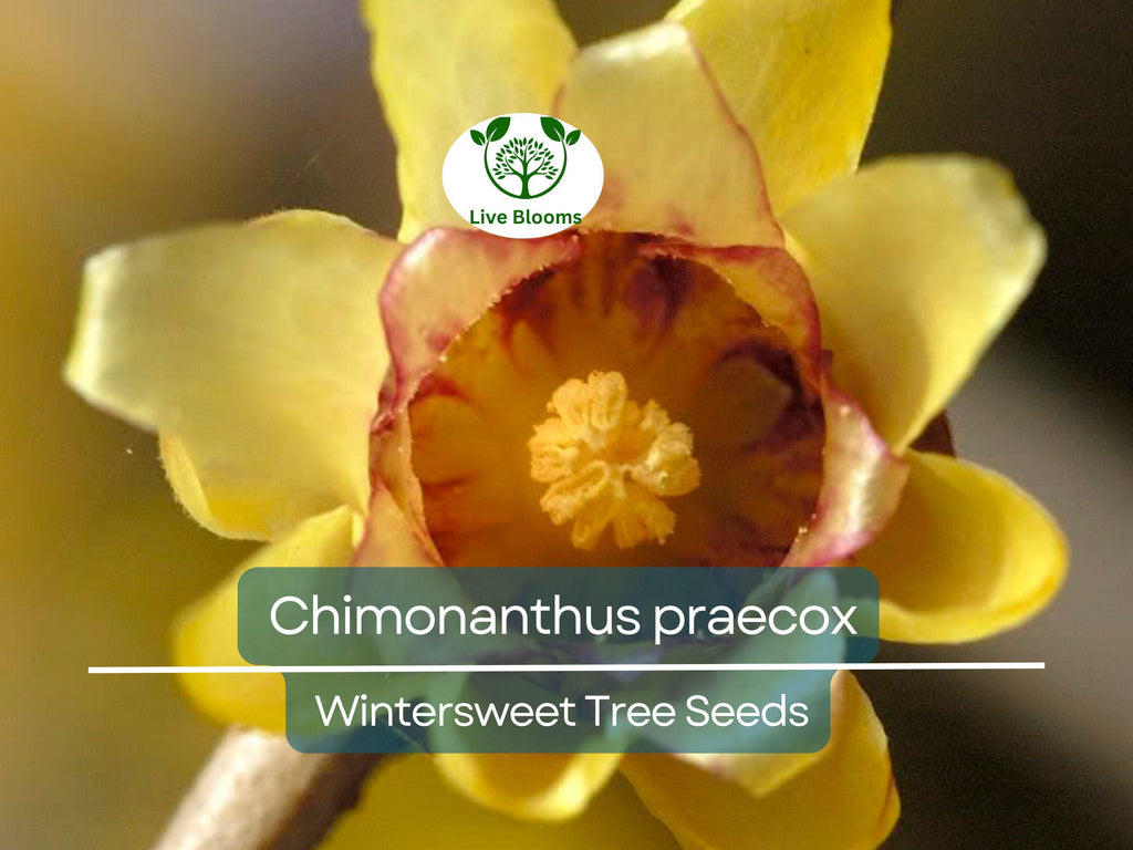 10 Seeds Chimonanthus Praecox Wintersweet Tree – Fragrant Winter Blooming Ornamental Plant for Planting and Landscaping