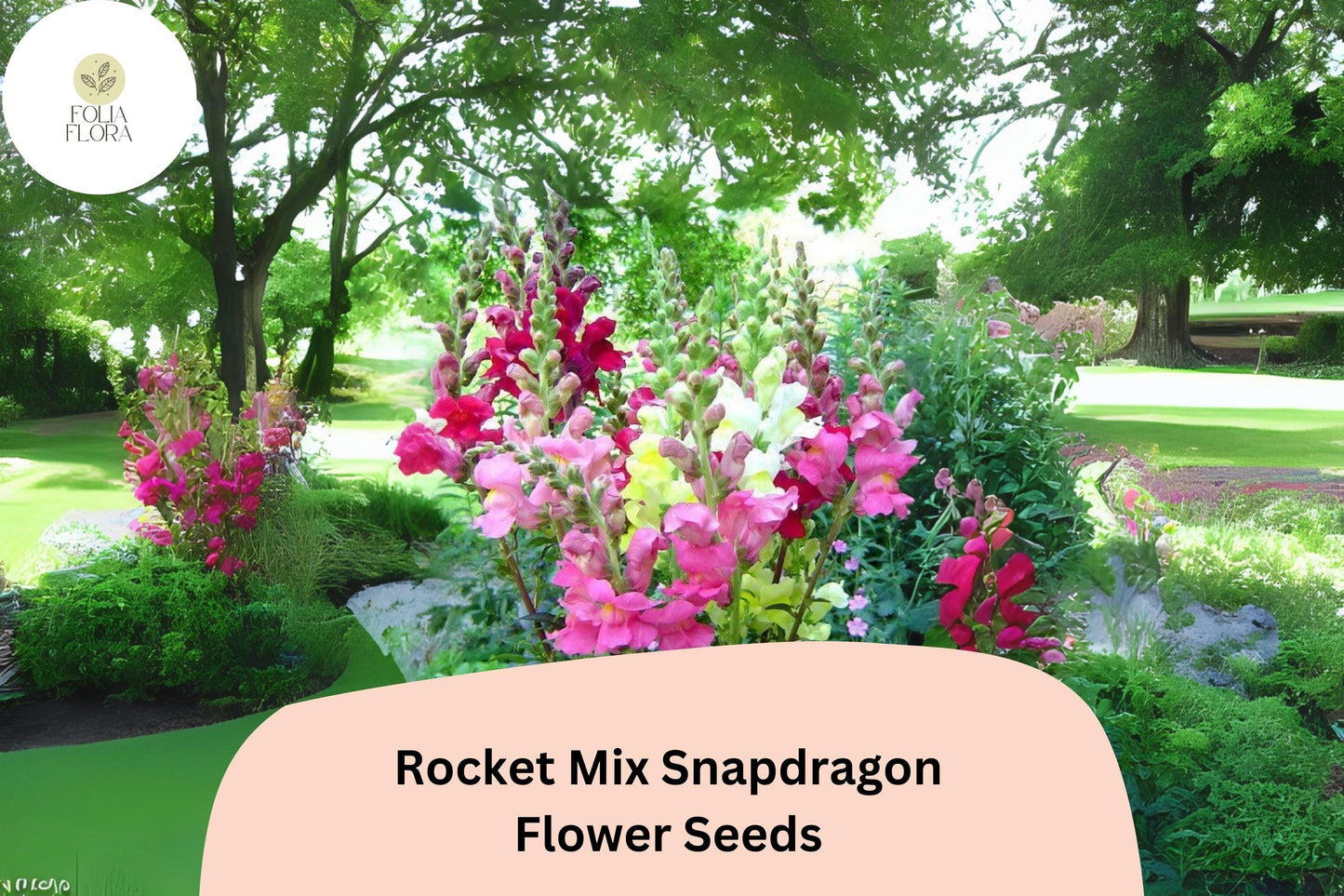 Antirrhinum majus Rocket Mix Snapdragon Seeds – 1000+ Multicolor Blooms for Vibrant Garden & Cut Flowers