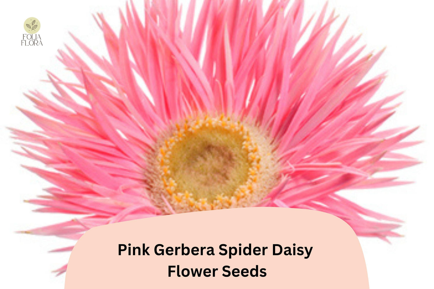 50+ Pink Gerbera Spider Daisy Seeds | Gerbera jamesonii | Unique Petal Form | Exotic Pink Garden Flower
