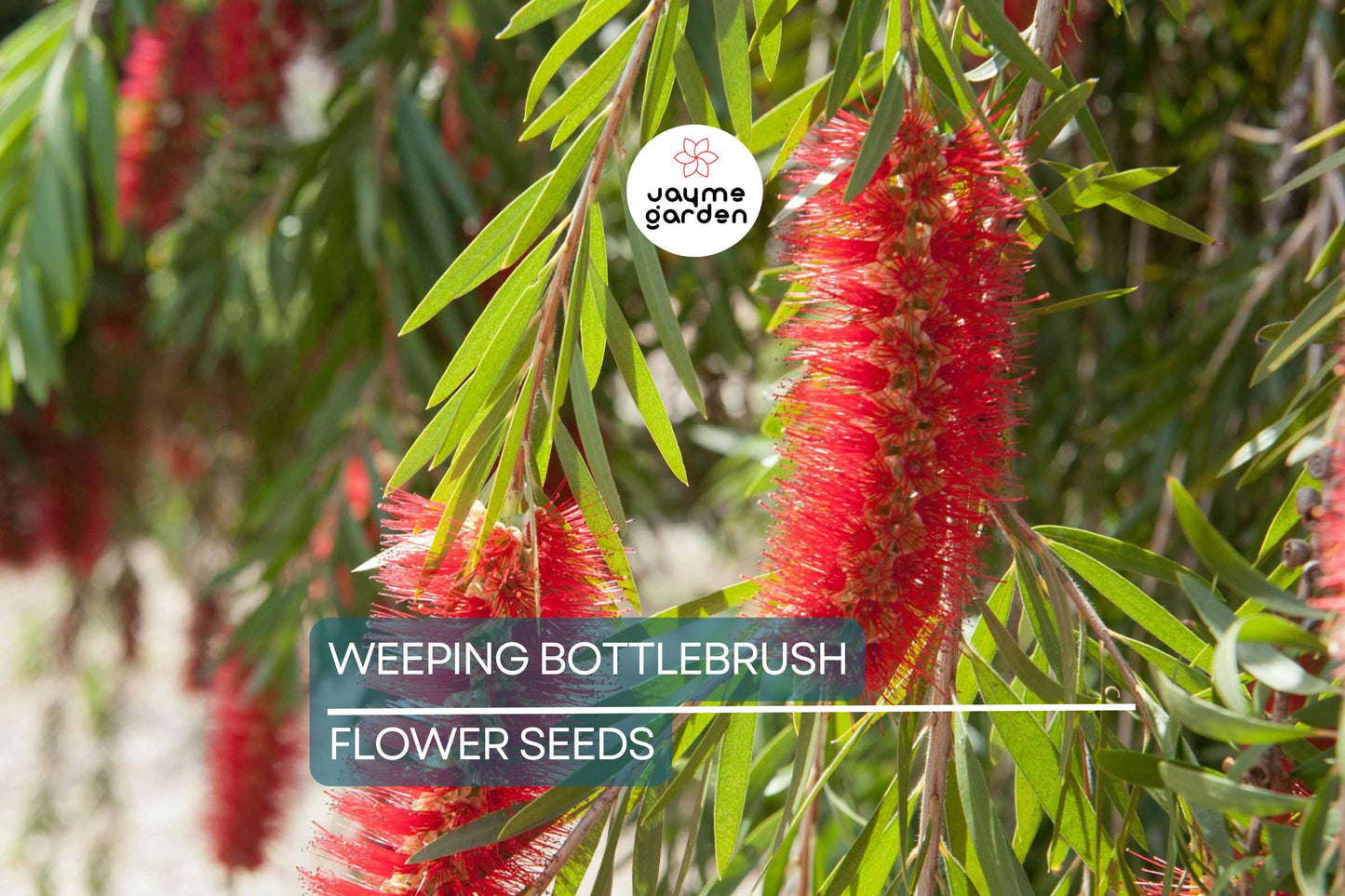 100 Weeping Bottlebrush Tree Seeds – Callistemon viminalis, 15-30 ft Height, Scarlet Blooms, Zones 9-11, Attracts Bees & Hummingbirds