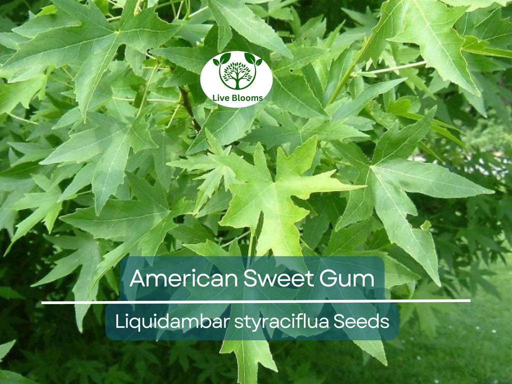 15 American Sweet Gum Tree Seeds (Liquidambar styraciflua), Fall Colorful Tree, Beautiful Hardwood, for Landscaping & Shade, Hardy Tree Seed