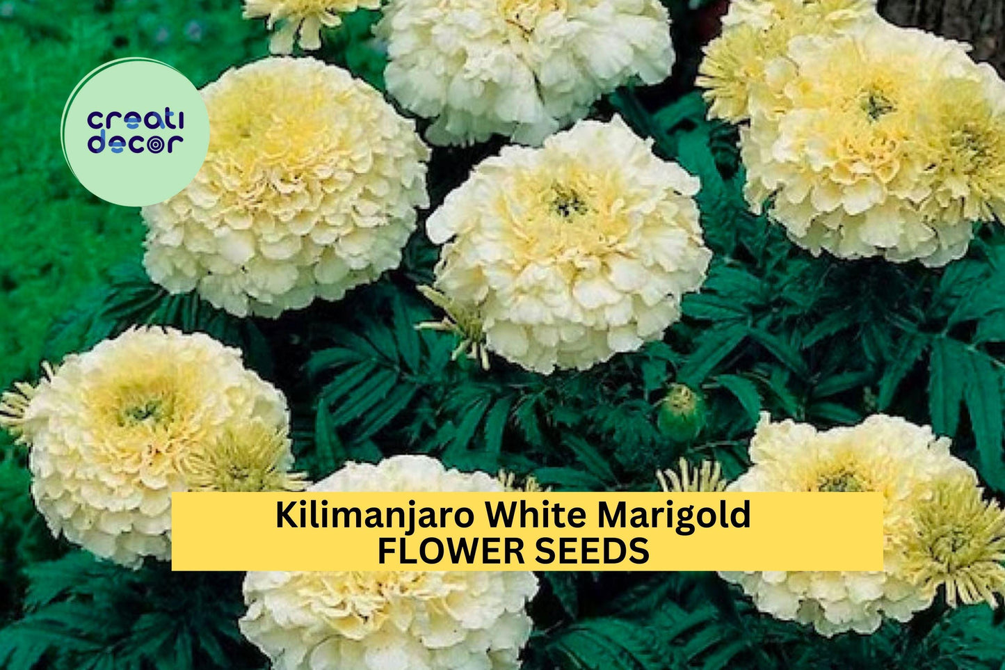 25+ Kilimanjaro White Marigold Seeds – Creamy White Blooms for Garden Planting, Elegant Bedding Flowers for Borders & Pots – USA