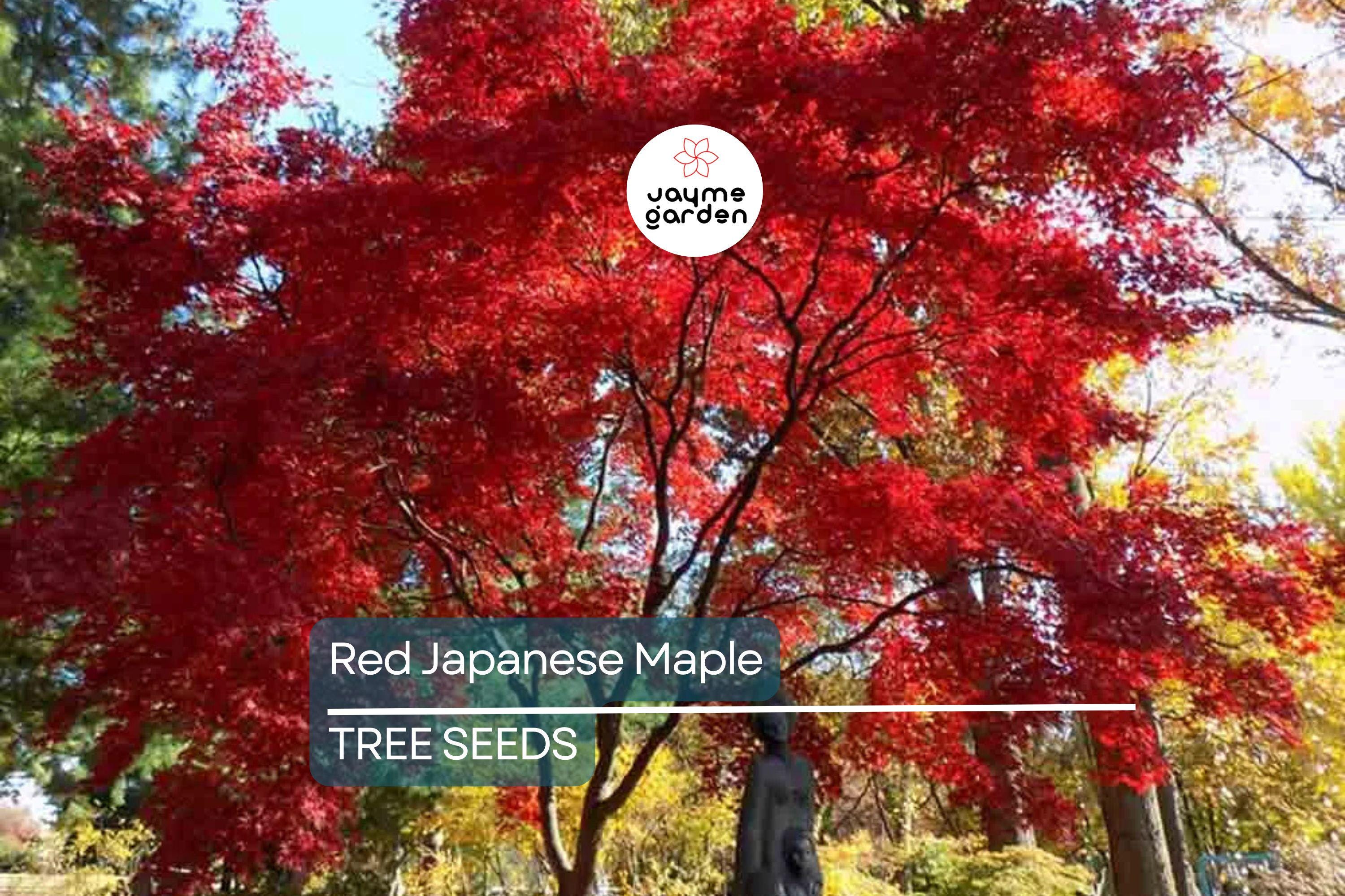 10 Red Japanese Maple Tree Seeds (Acer palmatum) – 20' Tall, Cold Hardy Bonsai Tree