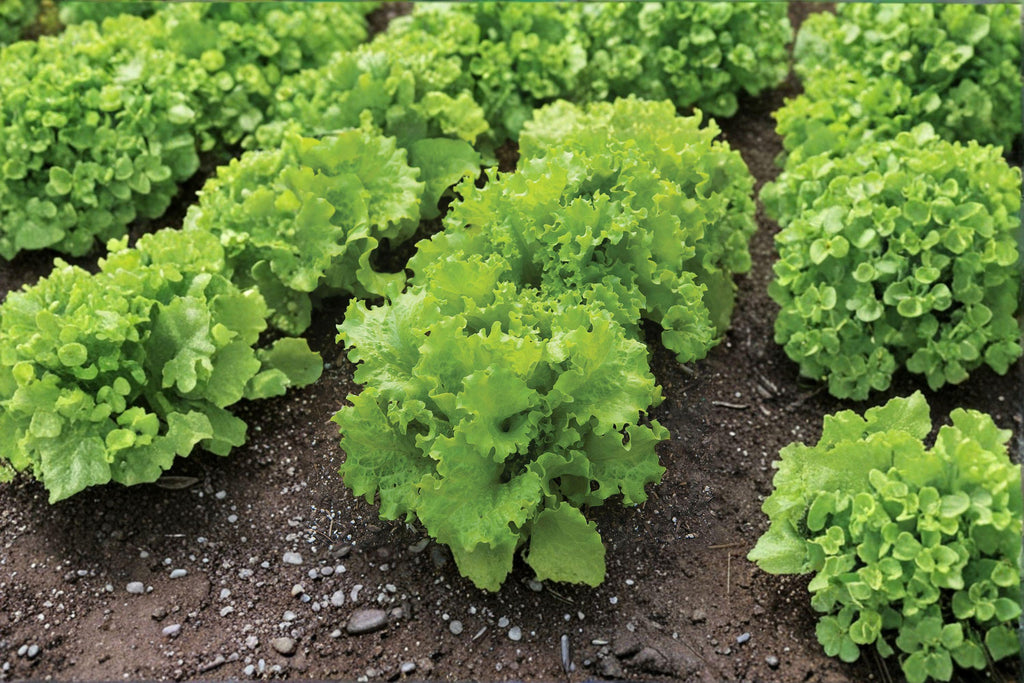Black Seeded Simpson – Leaf Lettuce 700 Seeds | Classic Heirloom Lettuce | Fast-Growing | Tender, Sweet Leaves