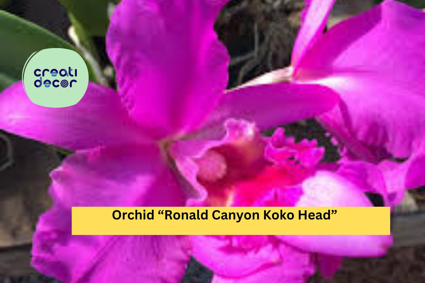Orchid Plant ‘Ronald Canyon Koko Head’ | 1 Bare Root Live Seedling | Exotic Hybrid Orchid Starter for Indoor Growing
