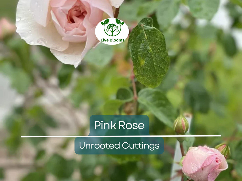 1 Pink Garden Rose Unrooted Cutting | Climbing Rose (Rosa spp.) | 5-8 Inches Long | Perfect for Propagation & Garden Planting