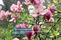 1 'Saucer' Magnolia Sapling | Dormant 6-12" Bare Root Flowering Tree | Pink Spring Blooms